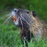 Gnaw Way! Beavers are Back in England After 400 Years 
