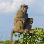 Female baboons found to be social climbers