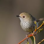 Alex's animal corner