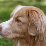 'Good Boy': unique gimmick delivers a haunting howl at horror