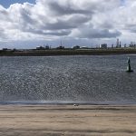 21 newborn seal pups found dead in Tees Estuary