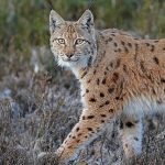 The Missing Lynx Project - Lynxes in Northumberland