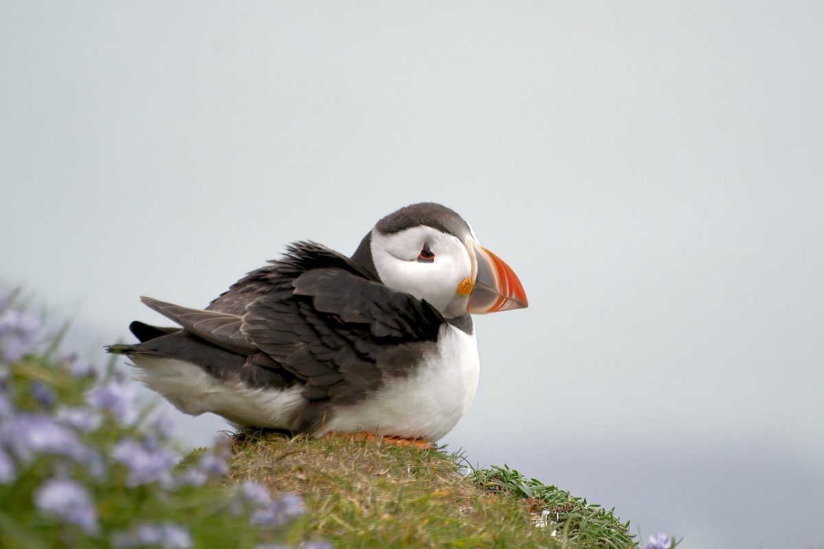Puffins return to island for the first time in over 25 years! - The ...