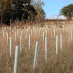 Nature under attack: Over 200 trees damaged in the North East