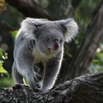 Koalas bounce back: DNA clues reveal a genetic comeback