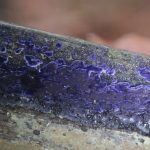 Rare 'Cobalt Crust' fungi found for first time in half a century