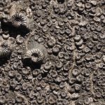 The "Ossick Lass": How Scientists Rewrote a Mesolithic Story