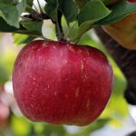 Sequencing the apple genome sheds light on genetic diversity and explains why no two seeds grow the same tree