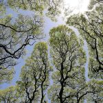 Crown Shyness in Trees