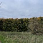 Northumberland: a success story for red squirrels during a time of decline